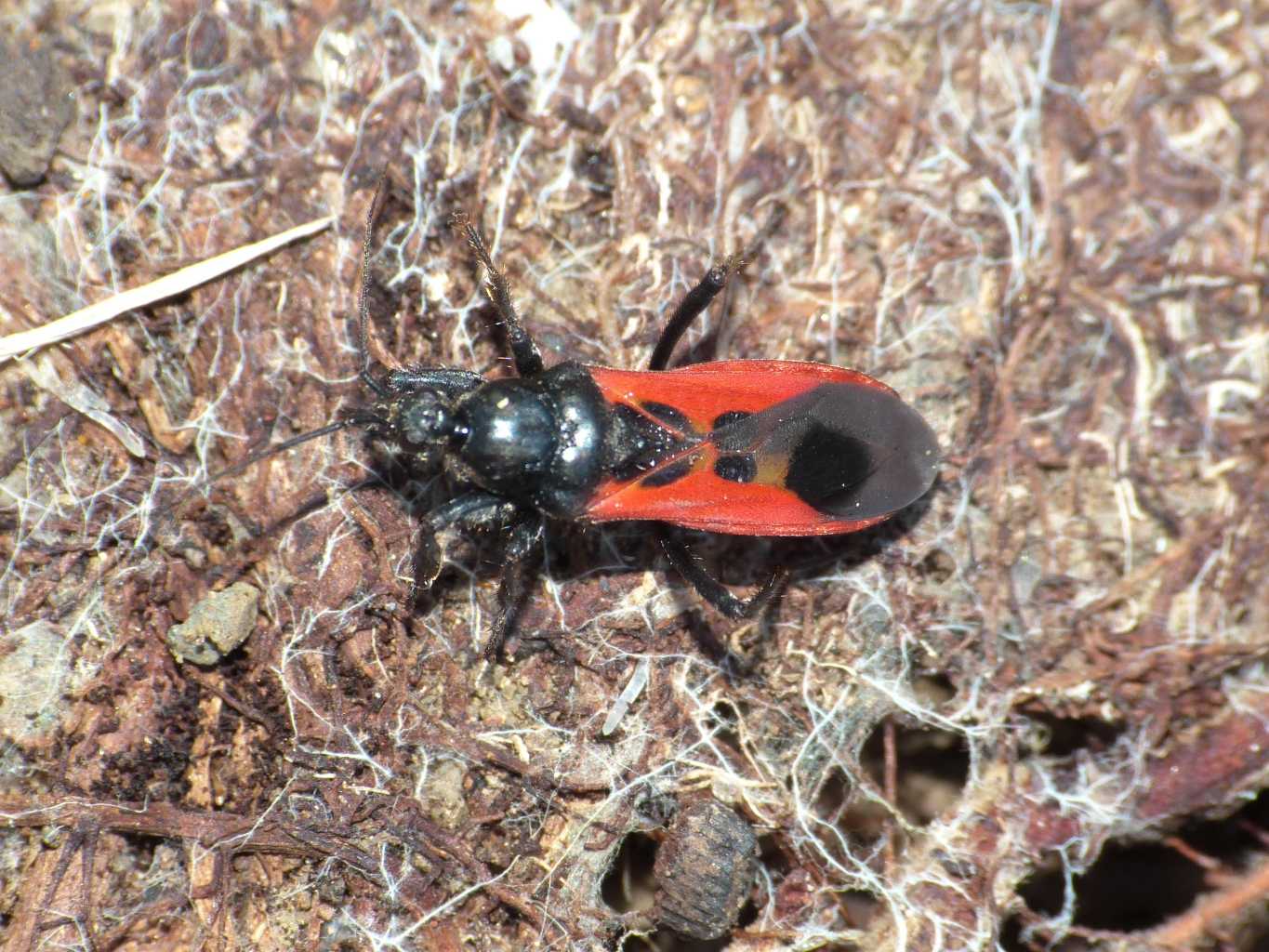 Reduvidae: Peirates hybridus del Lazio (RM)